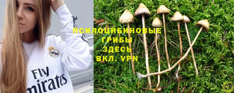 Галлюциногенные грибы Cubensis  Шимановск 